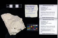 Foto (Objekt + Etikett) von Goniodromitidae indet.  (NHMW-GEO-2017-0089-0006)